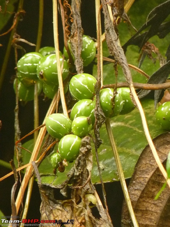 A Trip To Chikmagalur-p1010877.jpg