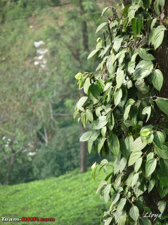 The Land of Three Rivers - Munnar, A Photolog-p1160893.jpg