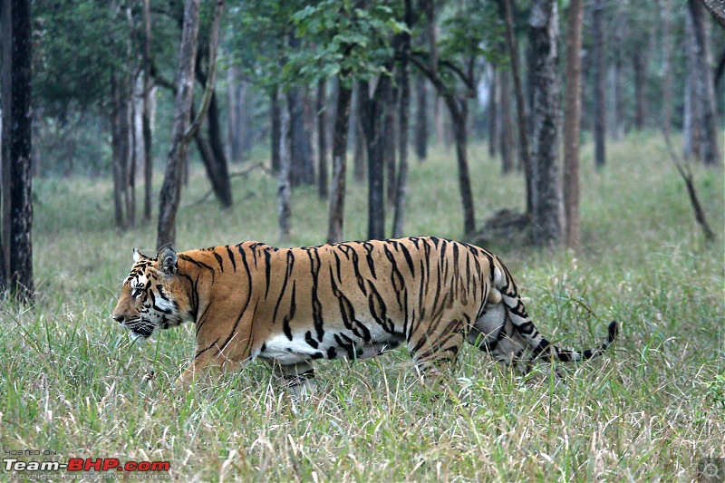 Pench Tiger Reserve - New season starts with a Bang !!!-img_2094-left-flank.jpg