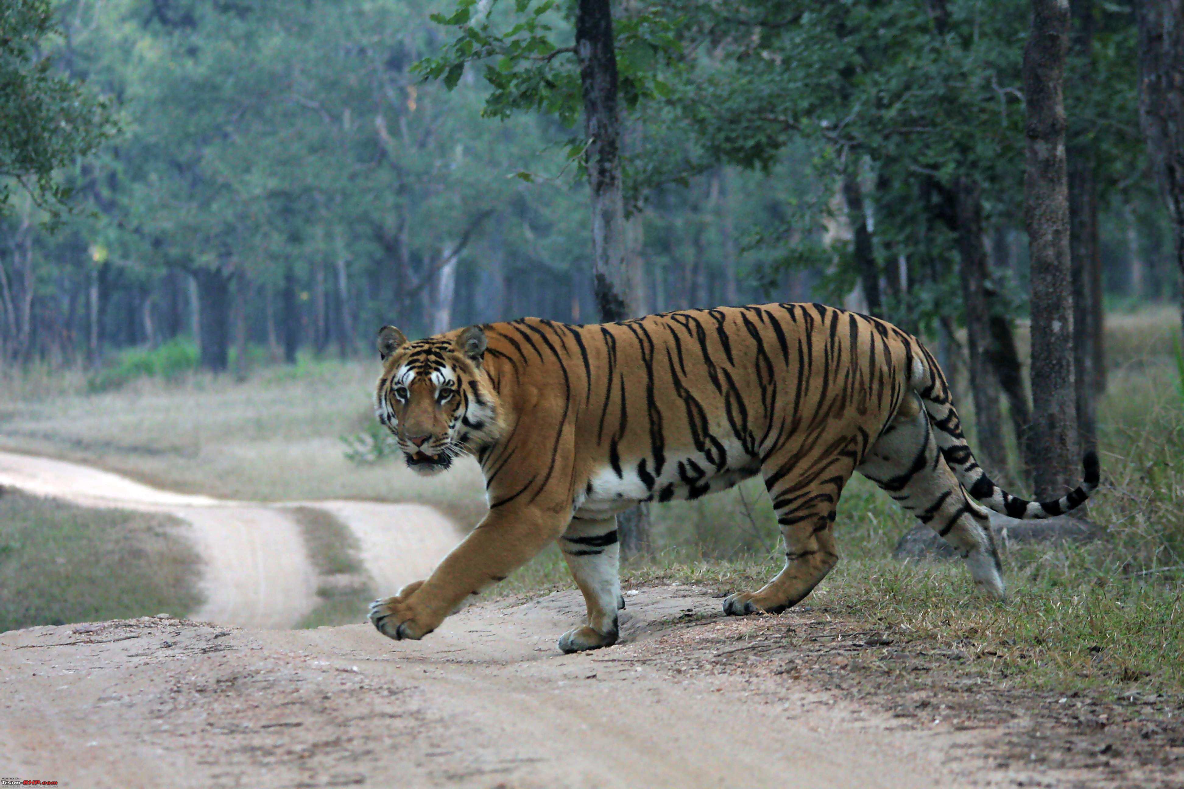 Тайгер видео. Тигр идет. Тигр видео. Тигр идет по дороге.