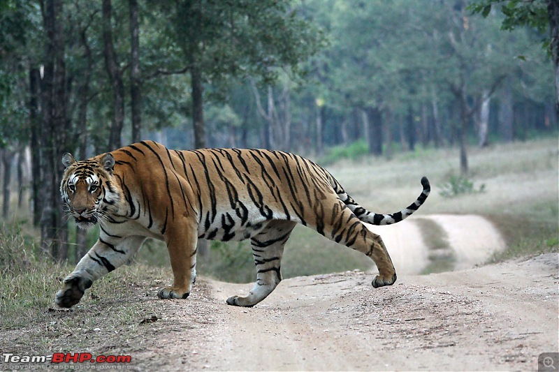 Pench Tiger Reserve - New season starts with a Bang !!!-img_2103walking-off-road.jpg