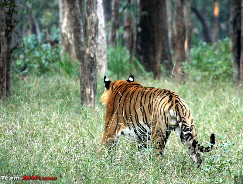 Pench Tiger Reserve - New season starts with a Bang !!!-img_2117rear-left.jpg