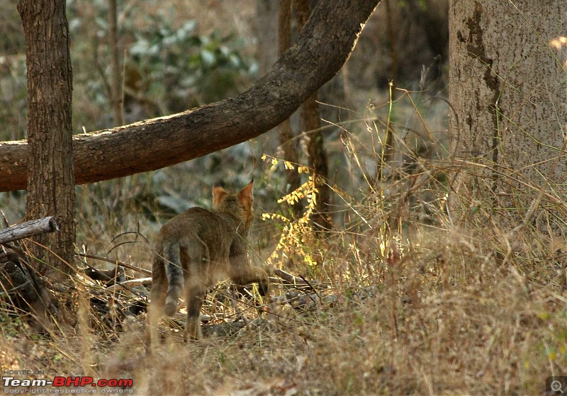 Pench Tiger Reserve - New season starts with a Bang !!!-img_3818.jpg