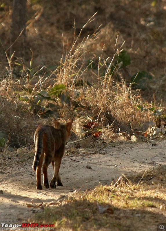 Pench Tiger Reserve - New season starts with a Bang !!!-tigerish2.jpg