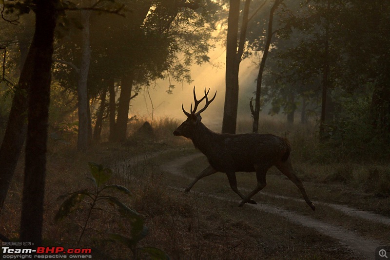 Pench Tiger Reserve - New season starts with a Bang !!!-sambhar-stag-framed.jpg