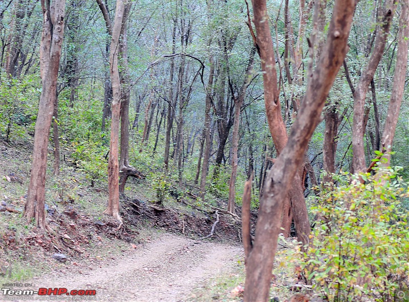 Gurgaon - Sariska - Gurgaon - Phew...Finally sighted one of the Tiger Cubs of ST2-3560.jpg