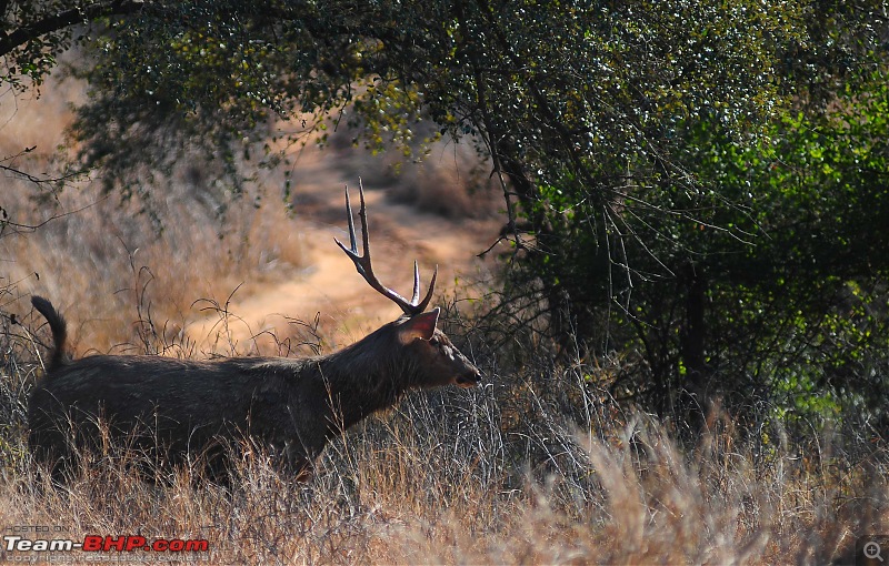 Gurgaon - Sariska - Gurgaon - Phew...Finally sighted one of the Tiger Cubs of ST2-3534.jpg