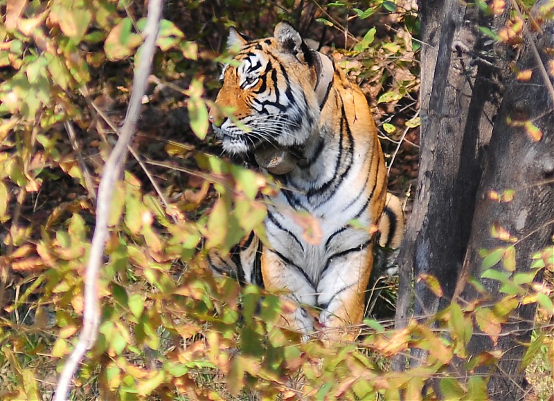 Gurgaon - Sariska - Gurgaon - Phew...Finally sighted one of the Tiger Cubs of ST2-3515.jpg