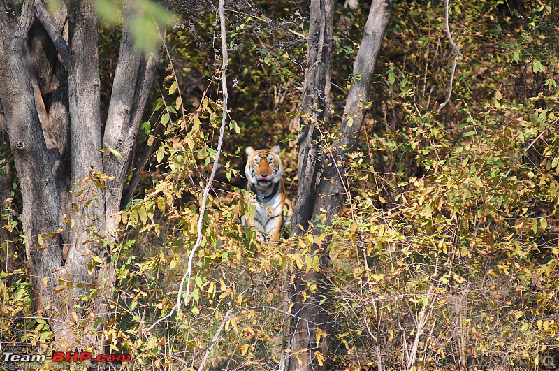 Gurgaon - Sariska - Gurgaon - Phew...Finally sighted one of the Tiger Cubs of ST2-3516.jpg