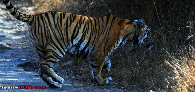 Gurgaon - Sariska - Gurgaon - Phew...Finally sighted one of the Tiger Cubs of ST2-3530.jpg