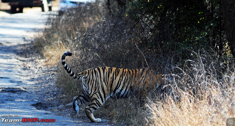 Gurgaon - Sariska - Gurgaon - Phew...Finally sighted one of the Tiger Cubs of ST2-3531.jpg