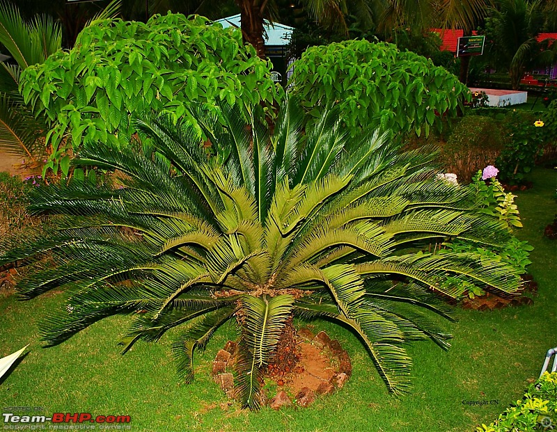 An incredible road trip to the Pearl of the Orient  Goa-5-peculiar_plant.jpg