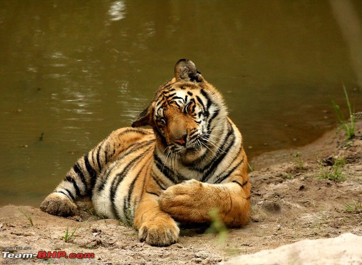Magical Bandhavgarh : A group visit cum study tour to a high density Tiger reserve-148107_10150335502915582_569205581_15889696_8352562_n.jpg