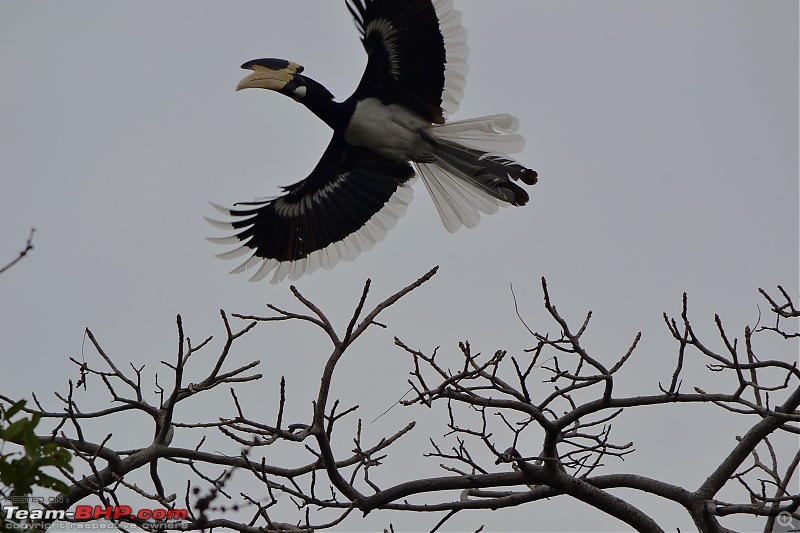 Magical Bandhavgarh : A group visit cum study tour to a high density Tiger reserve-mph-record-flight-shotdsc_0164.jpg