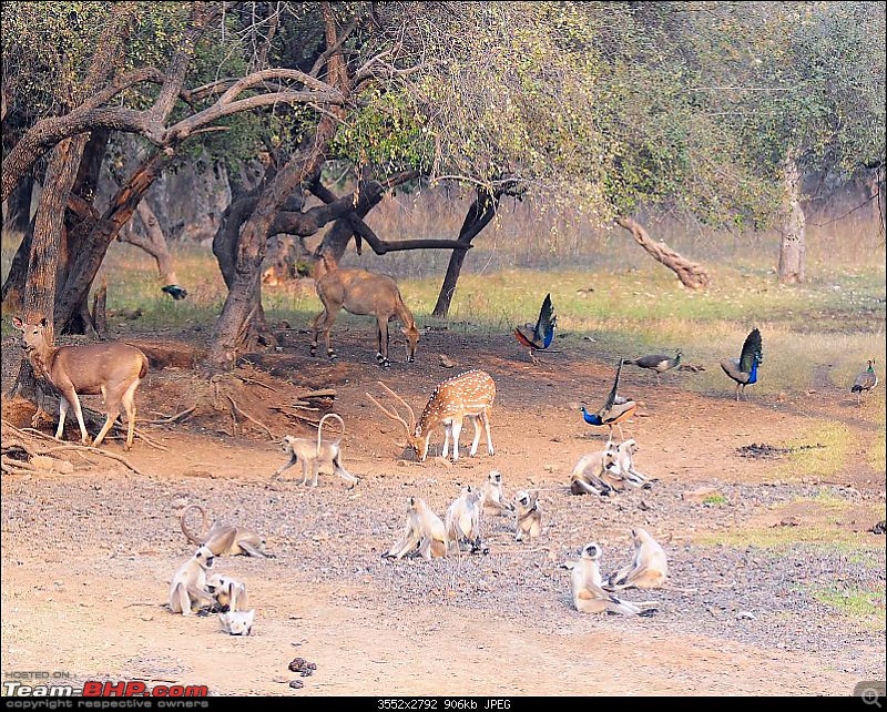 Gurgaon - Sariska - Gurgaon - Phew...Finally sighted one of the Tiger Cubs of ST2-3750.jpg