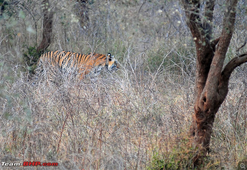 Gurgaon - Sariska - Gurgaon - Phew...Finally sighted one of the Tiger Cubs of ST2-3779.jpg