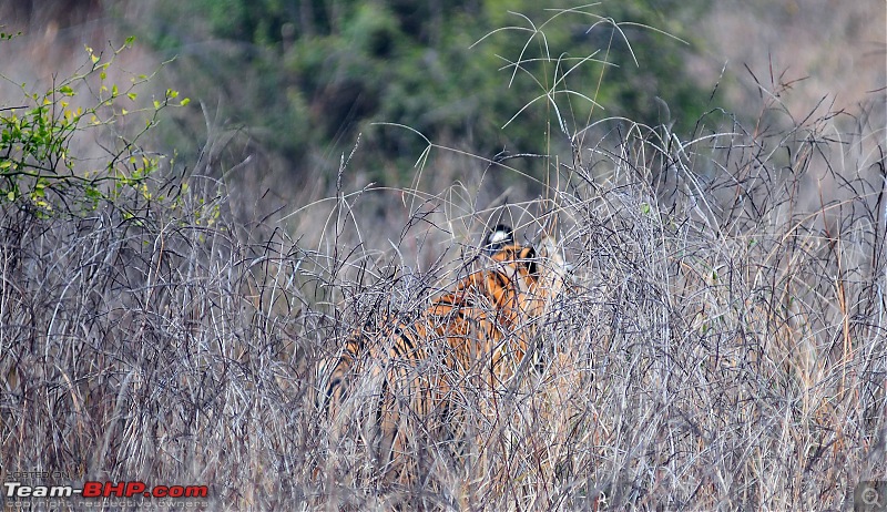 Gurgaon - Sariska - Gurgaon - Phew...Finally sighted one of the Tiger Cubs of ST2-3785.jpg