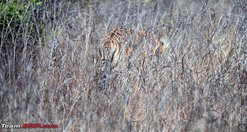 Gurgaon - Sariska - Gurgaon - Phew...Finally sighted one of the Tiger Cubs of ST2-3783.jpg