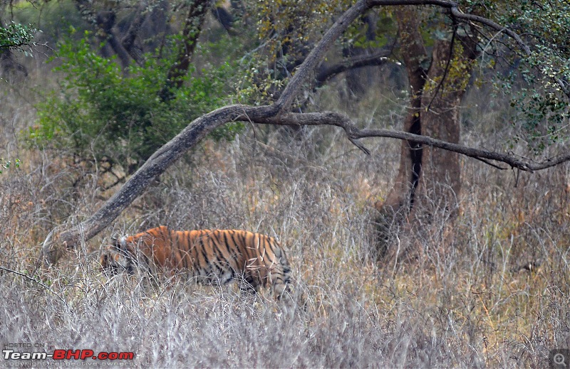 Gurgaon - Sariska - Gurgaon - Phew...Finally sighted one of the Tiger Cubs of ST2-3786.jpg