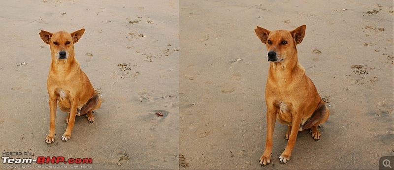 An incredible road trip to the Pearl of the Orient  Goa-21-attentive_doggy.jpg