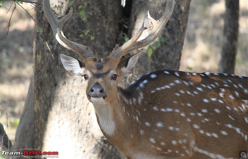 MP Ghazab Hai - Into the heart of Tiger country + Dhuadaar-Bedaghat-18.jpg