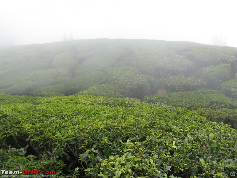 Chennai - Madurai - Alagar Kovil - Munnar - Thanjavur - Chennai-picture-841-fileminimizer.jpg