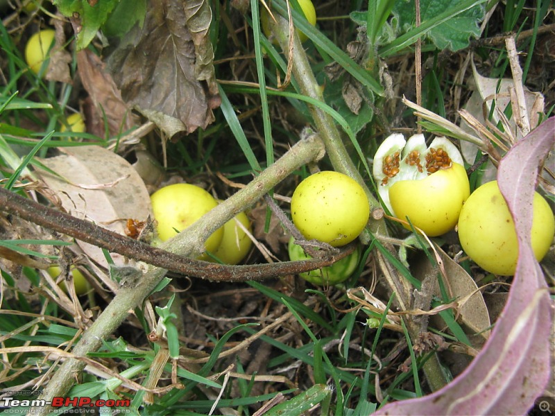 Chennai - Madurai - Alagar Kovil - Munnar - Thanjavur - Chennai-picture-861-fileminimizer.jpg