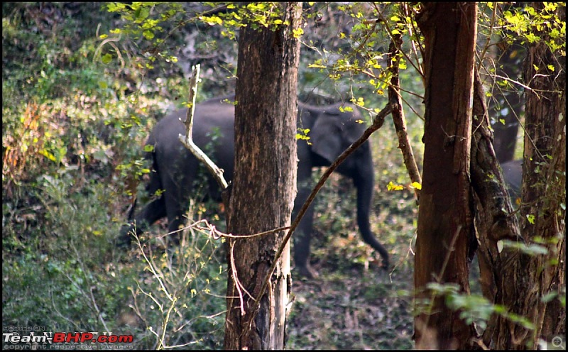 The South Western Drive : Valparai - Nelliampathi - Parambikulam - Kodai-img_1148.jpg