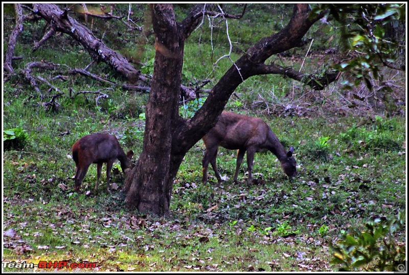 The South Western Drive : Valparai - Nelliampathi - Parambikulam - Kodai-img_1170.jpg