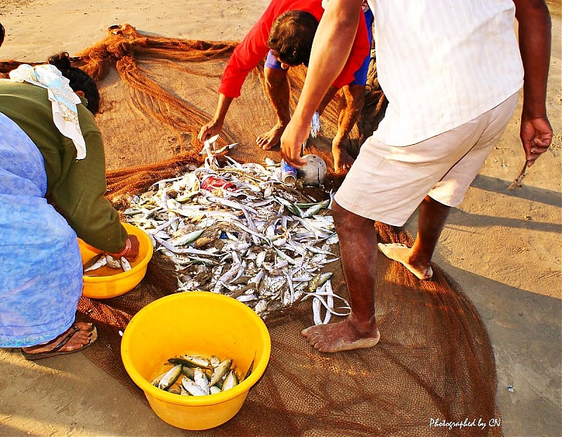 An incredible road trip to the Pearl of the Orient  Goa-19-sorting_the_fish.jpg