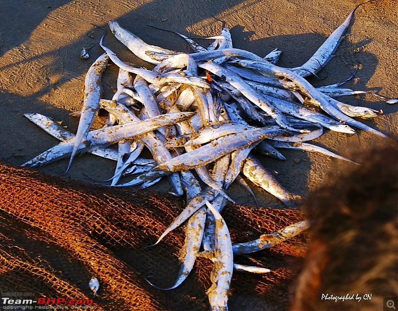 An incredible road trip to the Pearl of the Orient  Goa-20-this_fish_is_not_edible.jpg