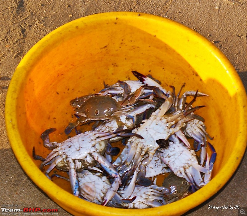 An incredible road trip to the Pearl of the Orient  Goa-25-crabs.jpg