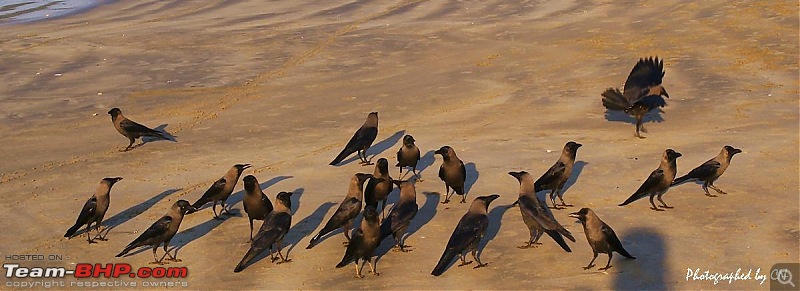 An incredible road trip to the Pearl of the Orient  Goa-27-crows_waiting_for_the_feast.jpg