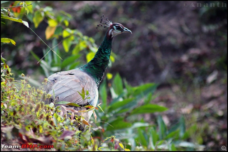 The South Western Drive : Valparai - Nelliampathi - Parambikulam - Kodai-img_0137.jpg