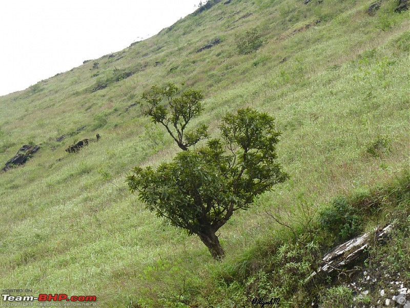 A Trip To Chikmagalur-p1020349.jpg