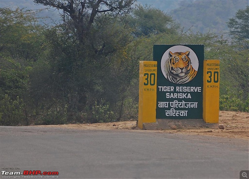 Gurgaon - Sariska - Gurgaon - Phew...Finally sighted one of the Tiger Cubs of ST2-sariska-large.jpg