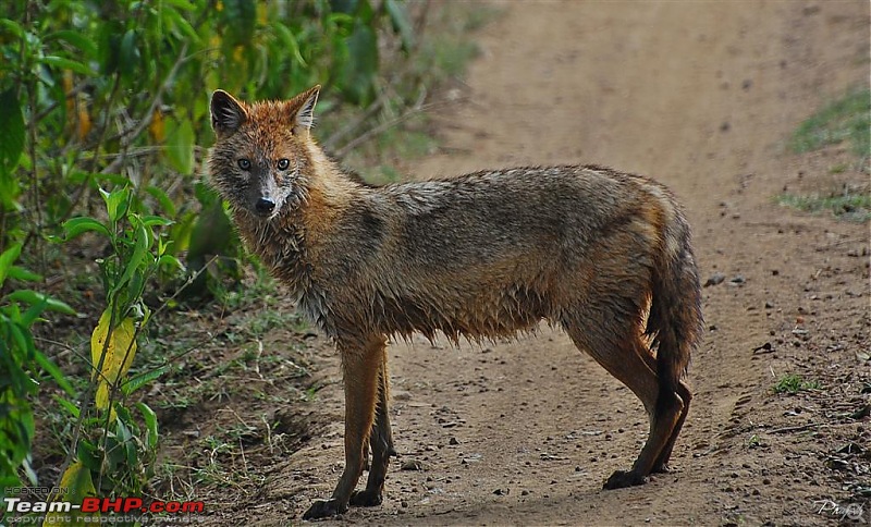 Gurgaon - Sariska - Gurgaon - Phew...Finally sighted one of the Tiger Cubs of ST2-jackal-large.jpg