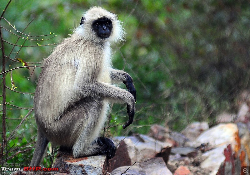 Gurgaon - Sariska - Gurgaon - Phew...Finally sighted one of the Tiger Cubs of ST2-3928.jpg