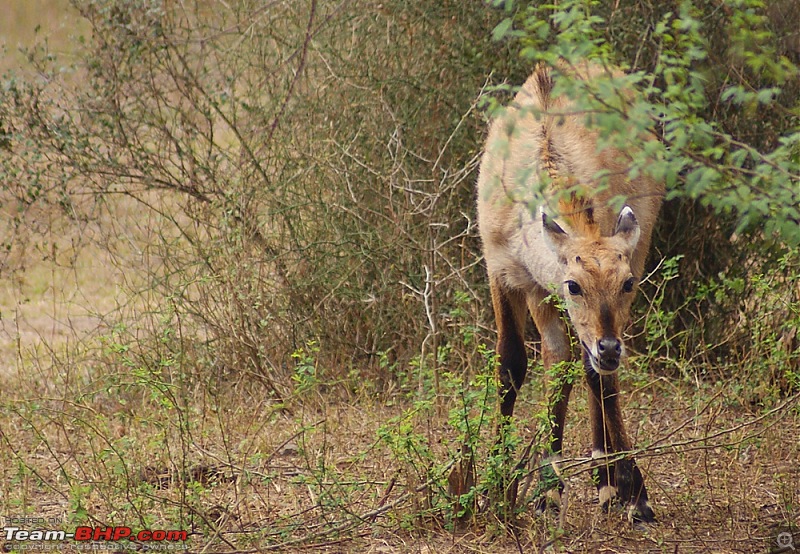 Gurgaon - Sariska - Gurgaon - Phew...Finally sighted one of the Tiger Cubs of ST2-dsc06608.jpg