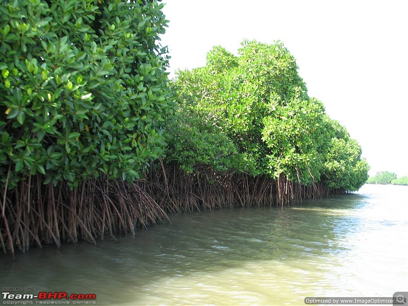 New Year 2011 - Chennai - Pondy - Pichavaram - Pondy - Chennai-ny11-080.jpg