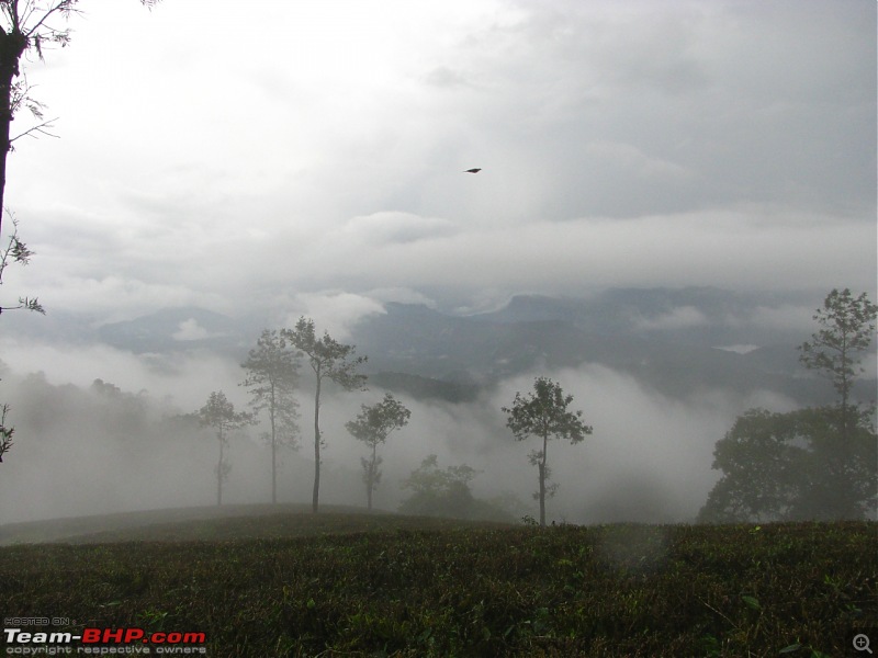 Travel tales - Idukki, Ramakkalmedu, Vagamon, Valparai, Thattekadu, Id Amalayar and more-img_1267.jpg