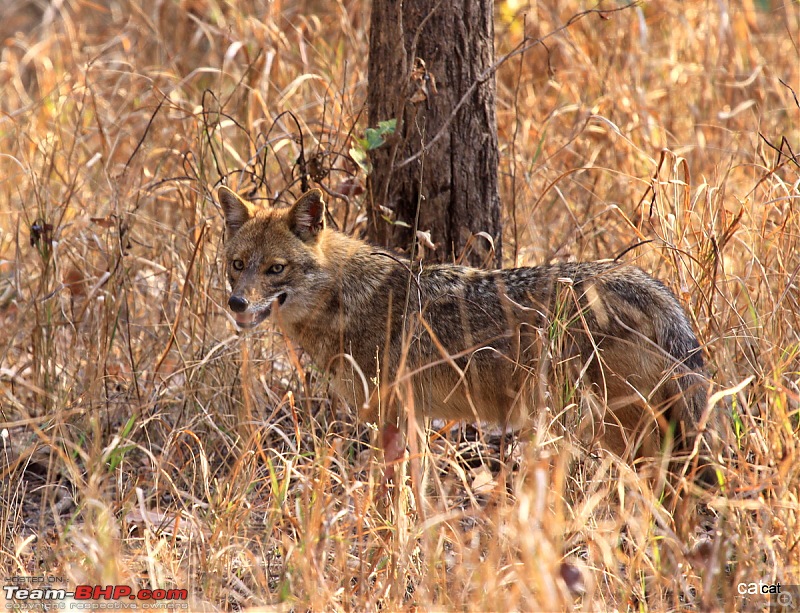 Pench Tiger Reserve - New season starts with a Bang !!!-img_0140.jpg