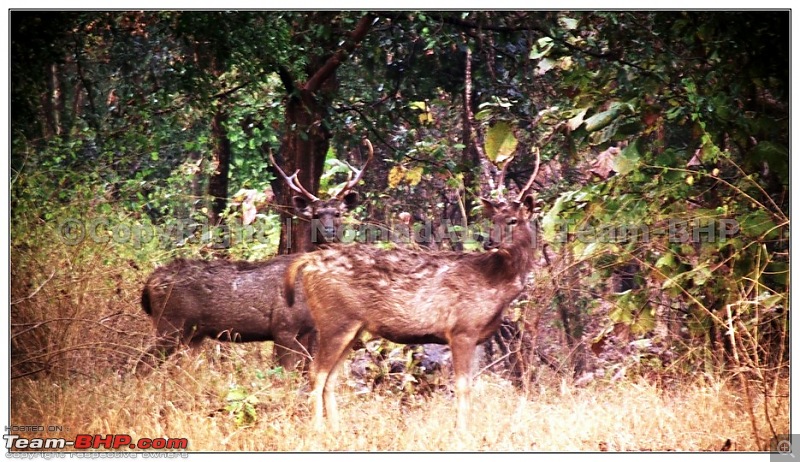 For how long we will be able to see Pench...?-08.jpg