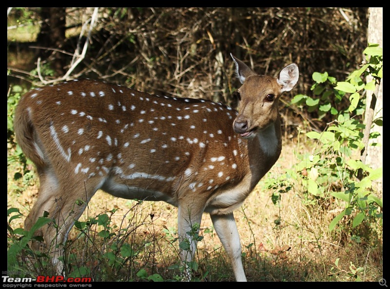 Trailing the Big Cat at Bandhavgarh-088-1024x768.jpg