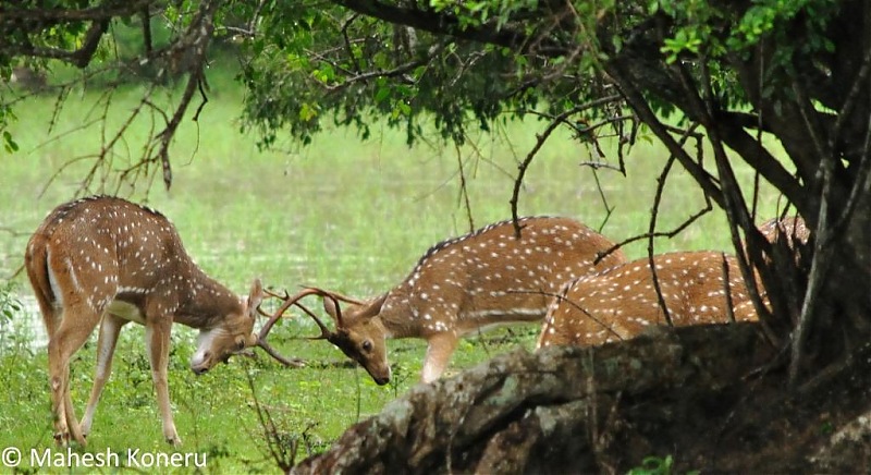 Bandhavgarh Tiger and some Srilankan Wildlife shots.-kanha.jpg