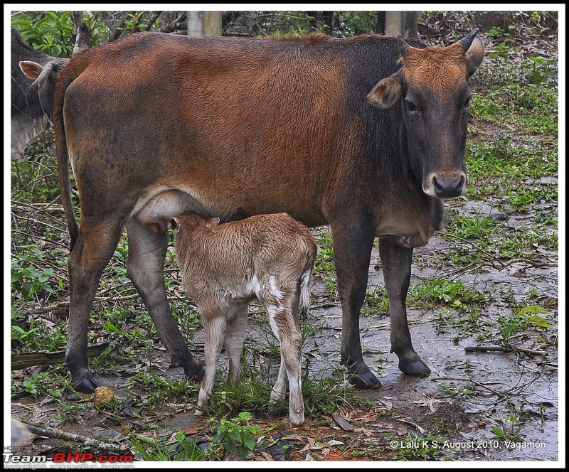 Civved : Vagamon-dsc_5429p.jpg