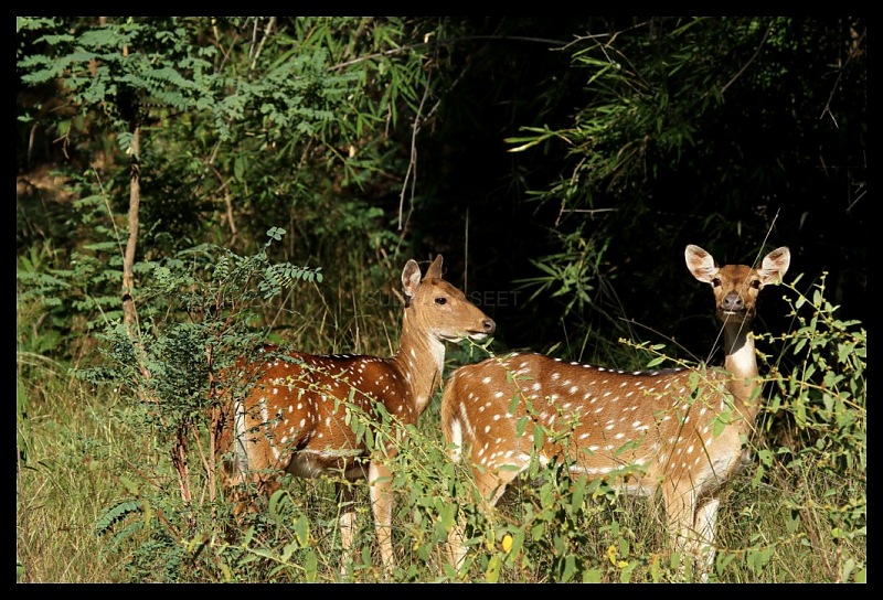 Trailing the Big Cat at Bandhavgarh-spotted-deer218-1024x768.jpg
