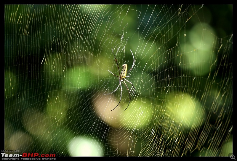 Trailing the Big Cat at Bandhavgarh-spider220-1024x768.jpg