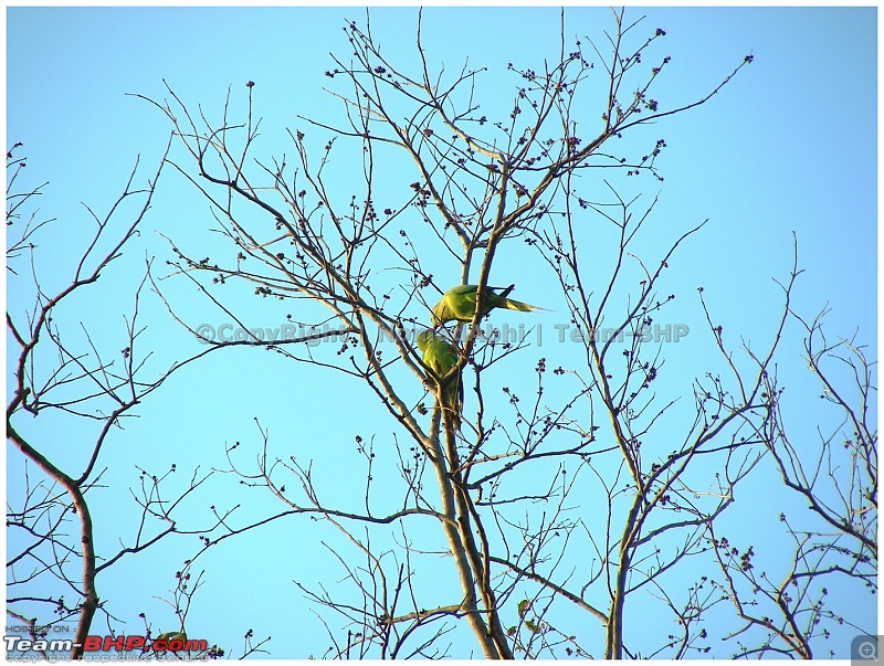 For how long we will be able to see Pench...?-parrot.jpg