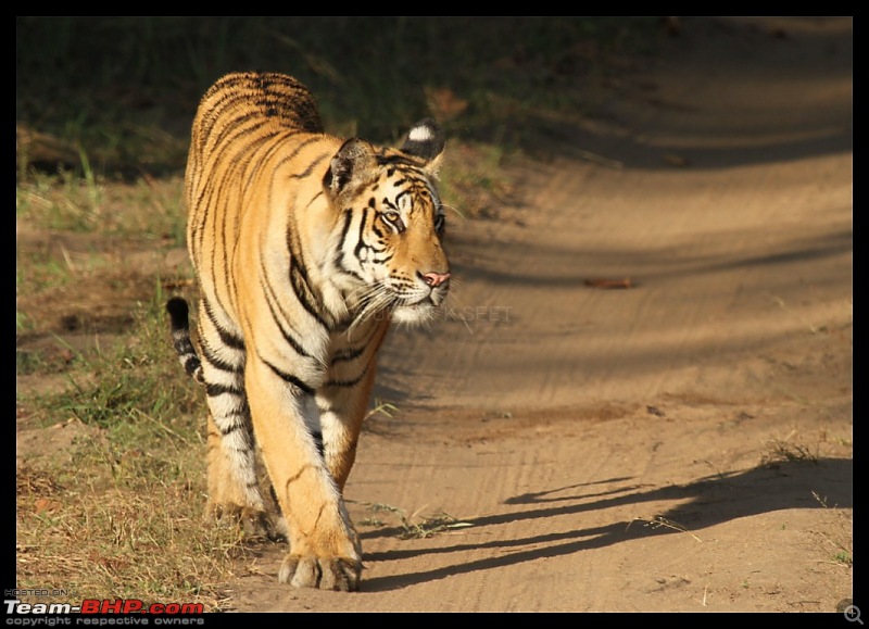 Trailing the Big Cat at Bandhavgarh-313-1024x768.jpg